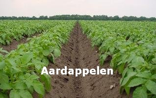 Aardappelen.jpg (16K)