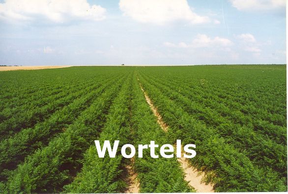 Foto wortelveld.jpg (57K)