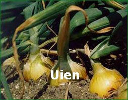 Uien.jpg (19K)