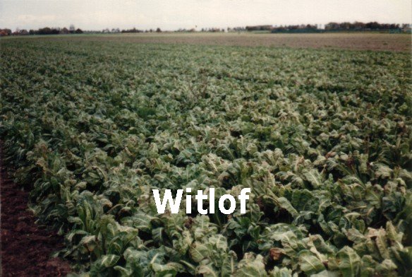 Witlof.jpg (80K)